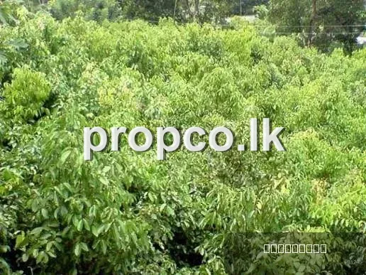 15 Perches Bare Land Land for Sale in Kamburupitiya