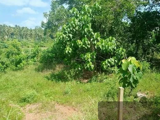 21.6 Perches Bare Land Land for Sale in Thelijjawila