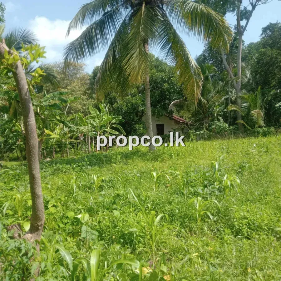12.5 Perches Land for Sale in Weeraketiya
