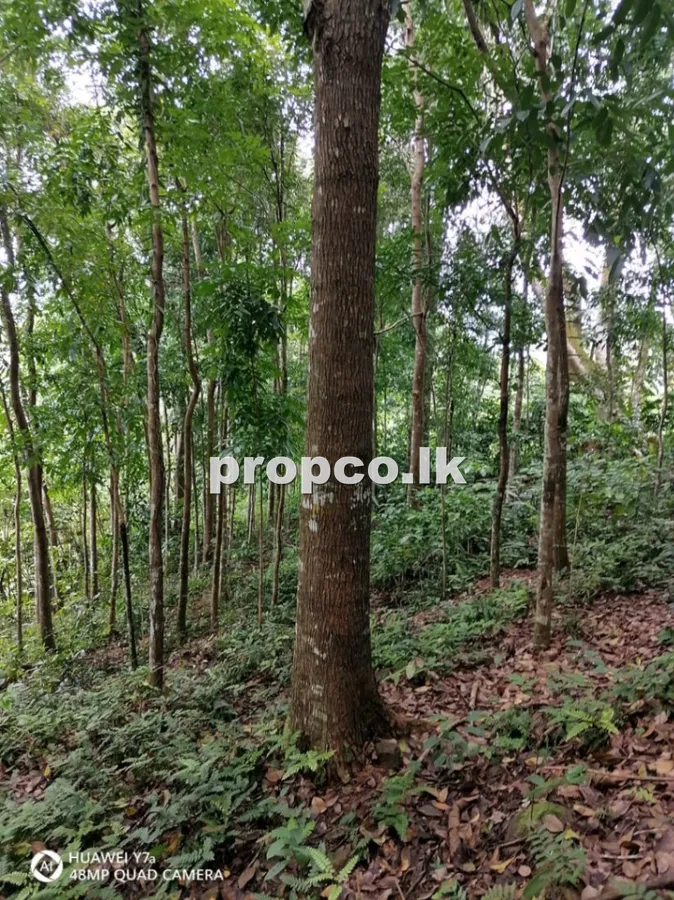21 Perches Commercial Land for Sale in Kitulgala
