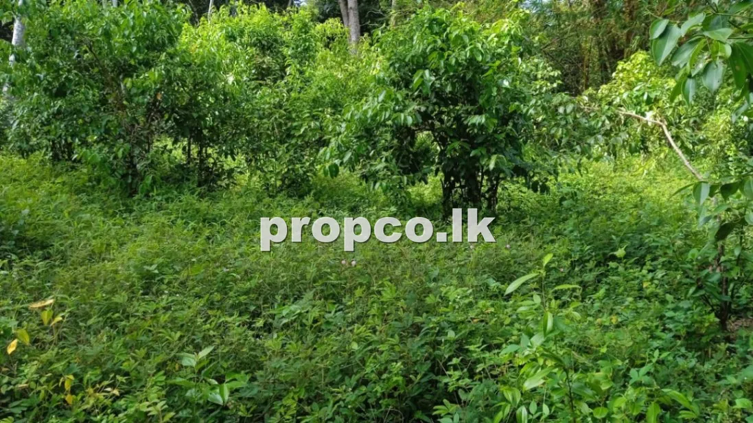 80 Perches Commercial Land for Sale in Weligama