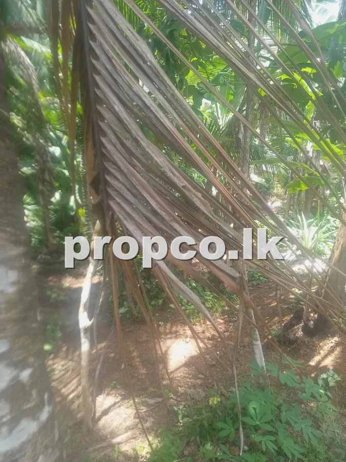 10 Perches Bare Land for Sale in Dodangoda