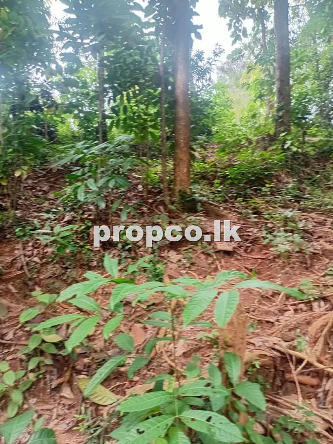 53 Perches Houses for Sale in Mawanella