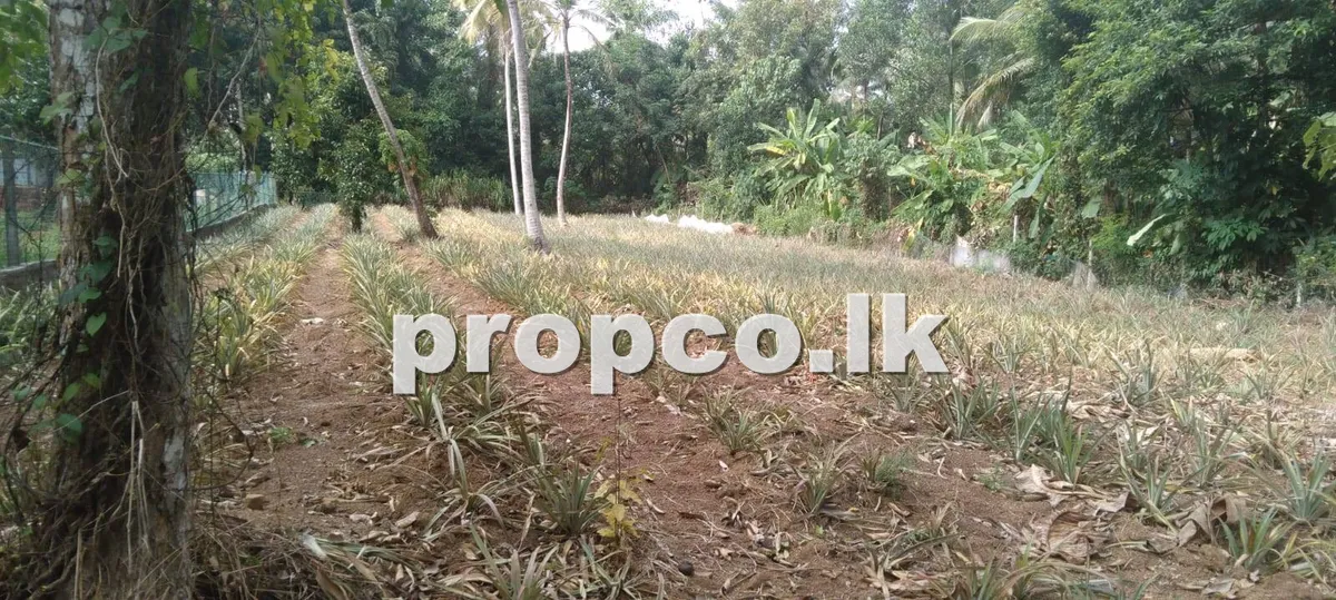 58 Perches Cultivation Land for Sale in Kirindiwela