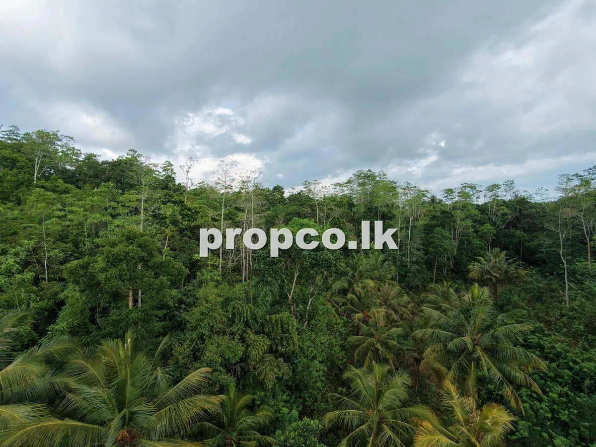 3 Acres Bare Land for Sale in Ahangama