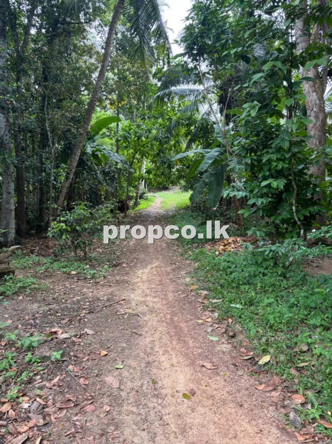 67 Perches Bare Land for Sale in Ahangama