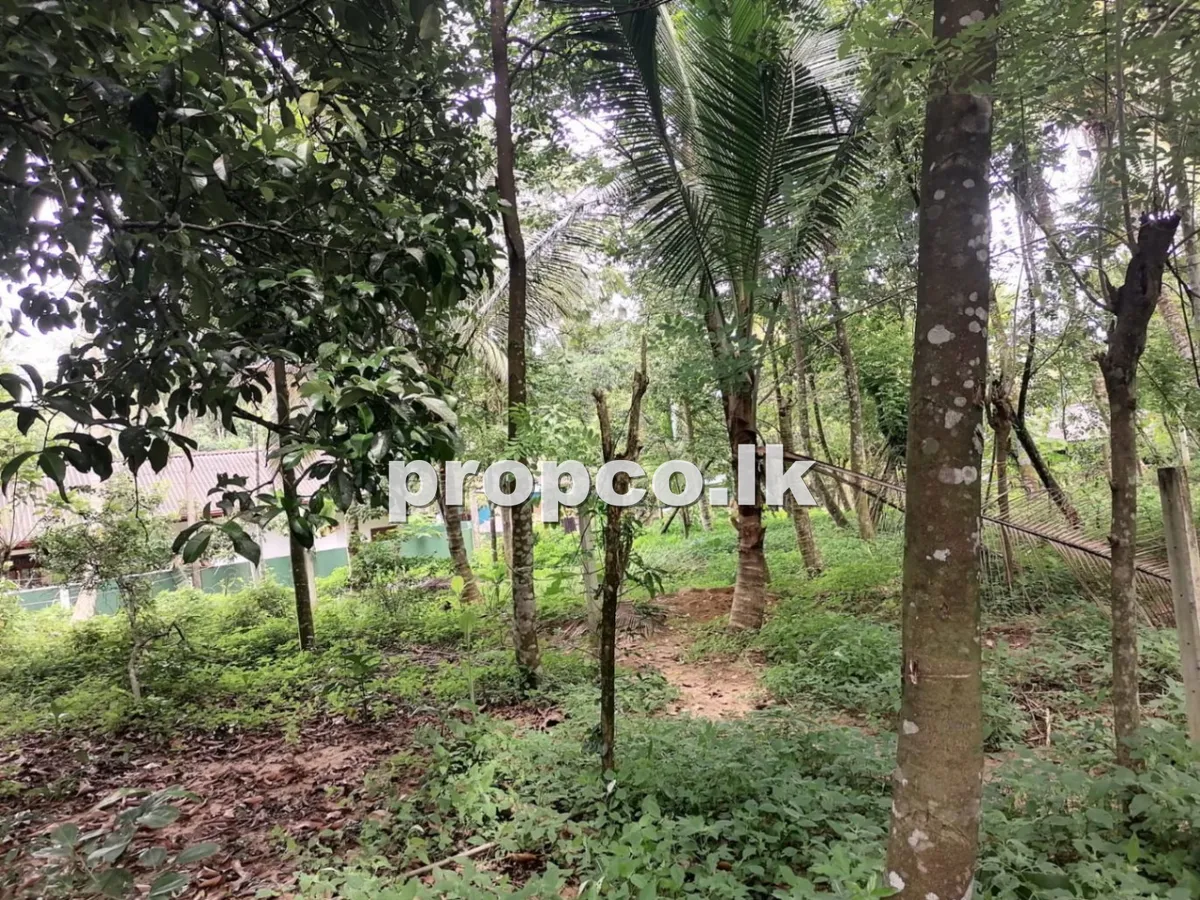25 Perches Bare Land for Sale in Pitipana