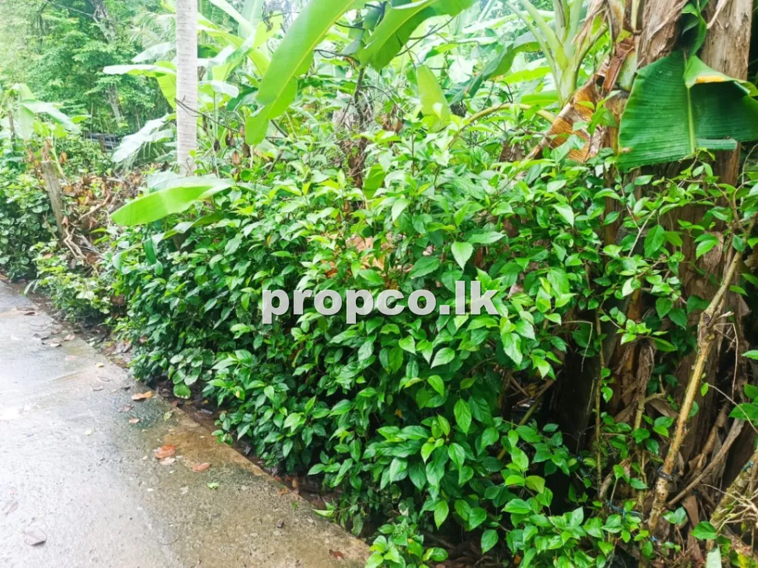 14 Perches Bare Land for Sale in Matara