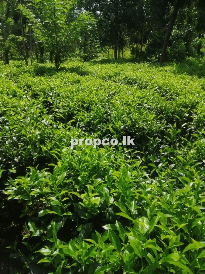 70 Perches Cultivation Land for Sale in Yatawara Junction