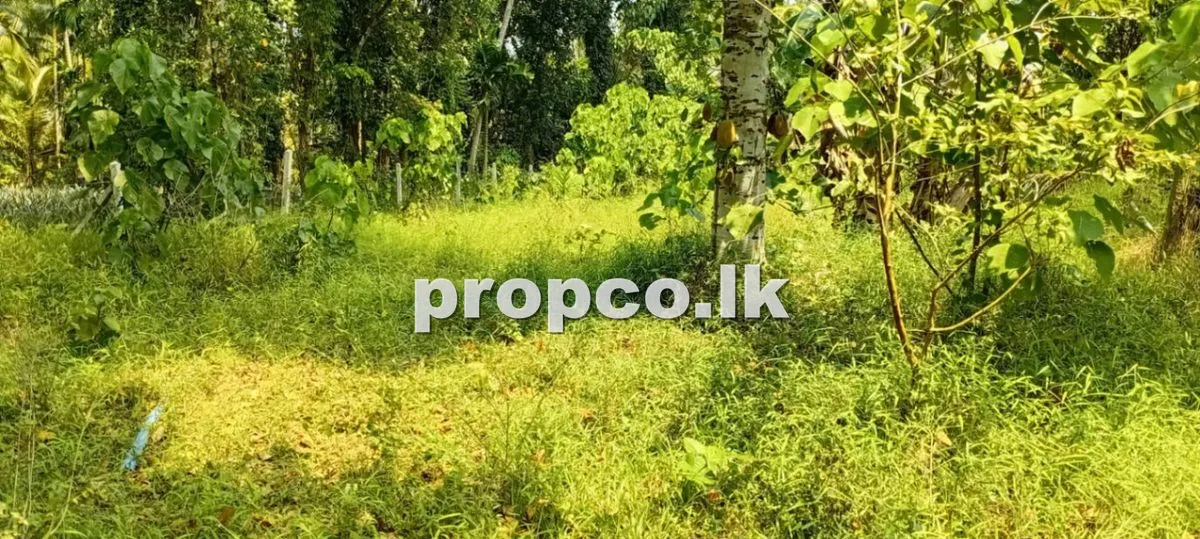 53 Perches Bare Land for Sale in Attanagalla