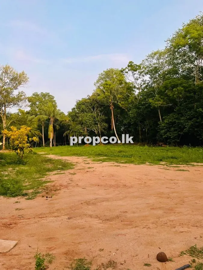 151 Perches Bare Land for Sale in Tangalla