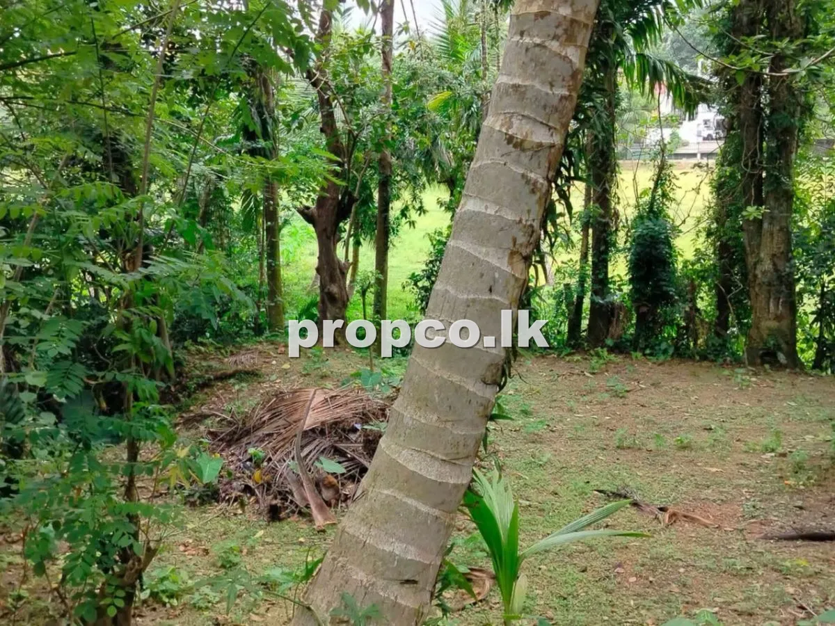 20 Perches Bare Land for Sale in Kiriwaththuduwa