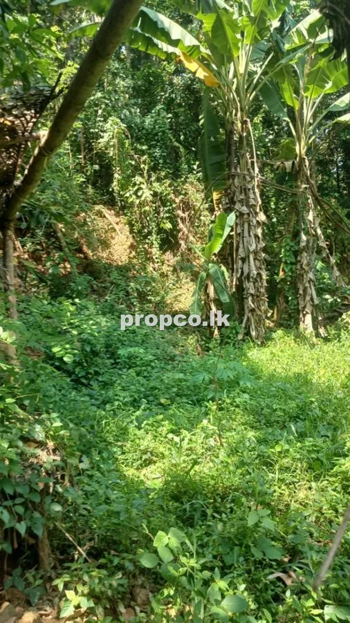 78 Perches Bare Land for Sale in Mawanella