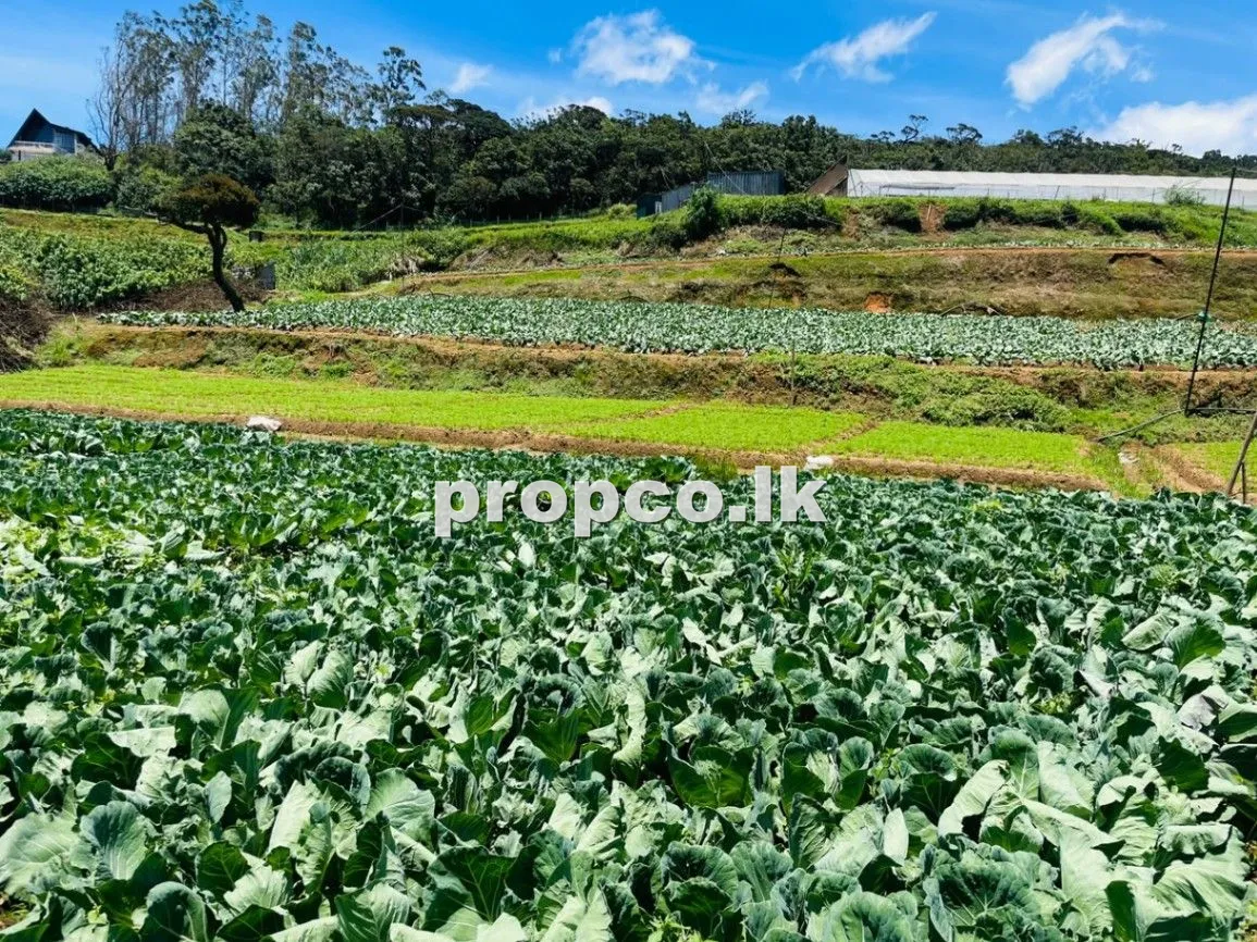 40 Perches Cultivation Land for Sale in Mipilimana