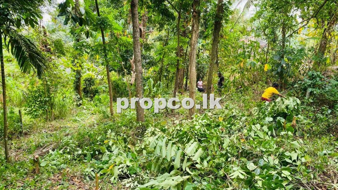 33 Perches Bare Land for Sale in Mawanella