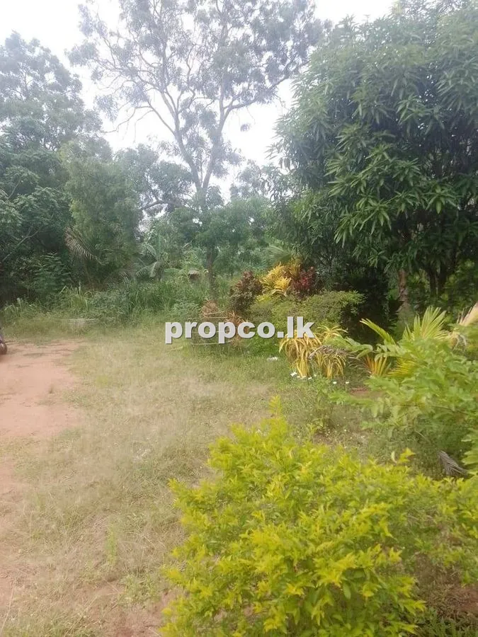 60 Perches Bare Land for Sale in Anuradhapura